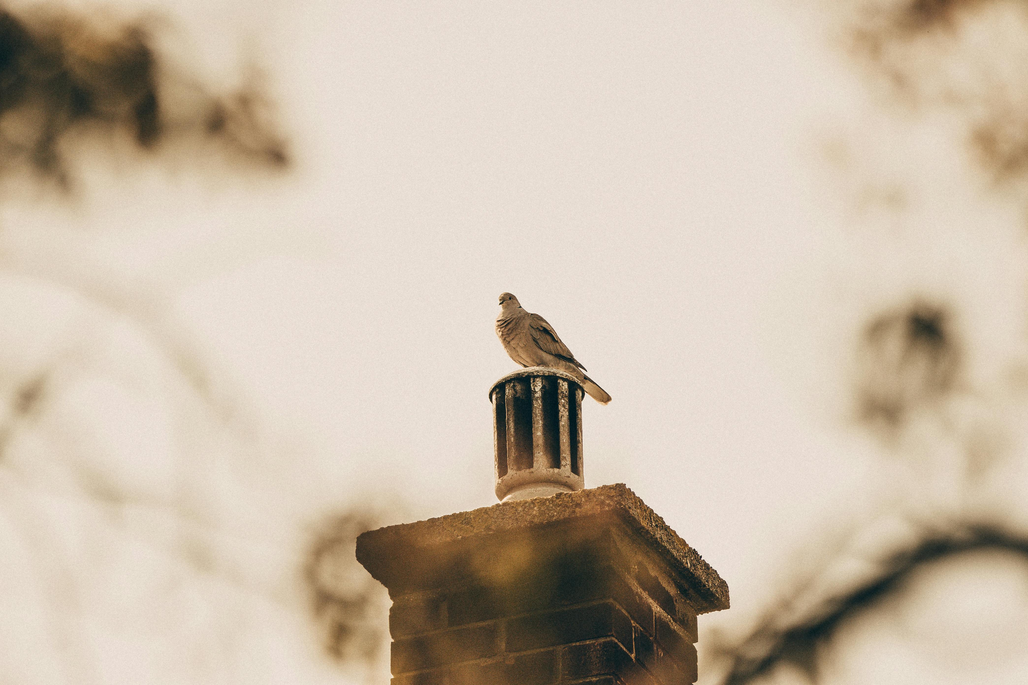 Professional Chimney Cap Installation Services in Willowbrook, IL Expert Chimney Cap Installation in Willowbrook, Illinois